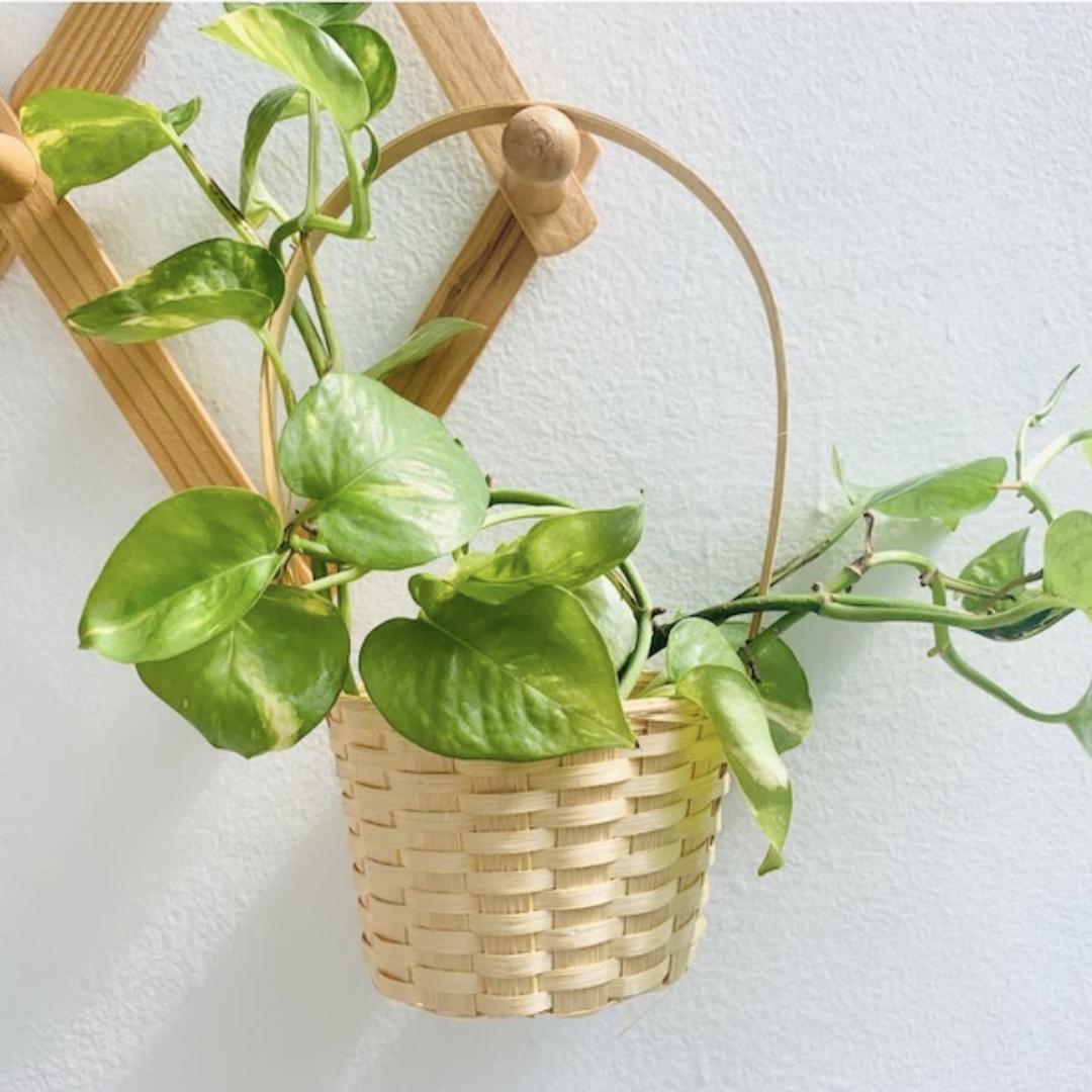 Bamboo Bucket Basket for money plant