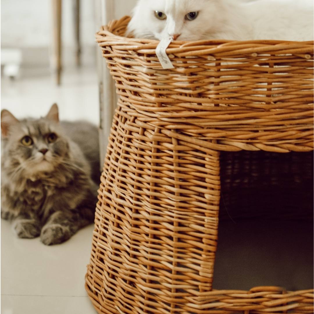 Cat baskets on sale