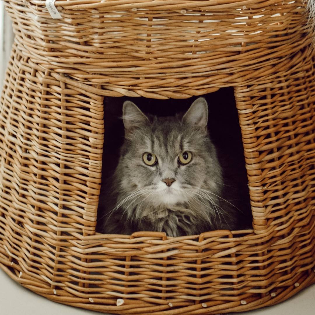 Cat store in basket